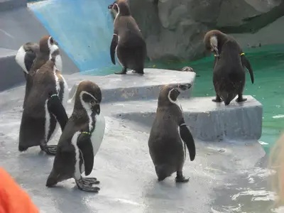 Foto 58 aus der Archivgalerie Zoobesuch (2011)