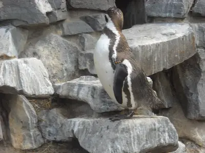 Foto 60 aus der Archivgalerie Zoobesuch (2011)