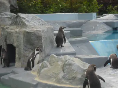 Foto 61 aus der Archivgalerie Zoobesuch (2011)