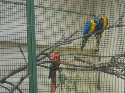 Foto 63 aus der Archivgalerie Zoobesuch (2011)
