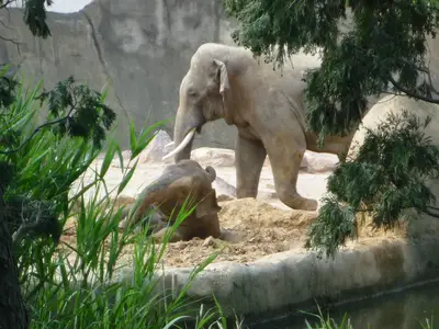 Foto 67 aus der Archivgalerie Zoobesuch (2011)