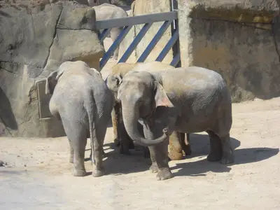 Foto 71 aus der Archivgalerie Zoobesuch (2011)