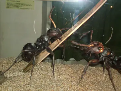 Foto 5 aus der Archivgalerie Klassenfahrt Klassen 4 2012 (2012)