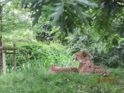 Foto 1 aus der Archivgalerie Zoobesuch der Klassen 2 (2014)