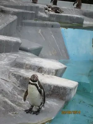 Foto 2 aus der Archivgalerie Zoobesuch der Klassen 2 (2014)