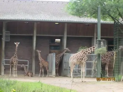Foto 4 aus der Archivgalerie Zoobesuch der Klassen 2 (2014)