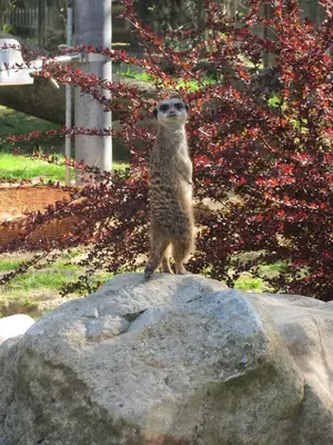 Foto 4 aus der Archivgalerie Die Klassen 2 besuchen den Kölner Zoo (2015)