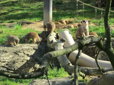 Foto 5 aus der Archivgalerie Die Klassen 2 besuchen den Kölner Zoo (2015)