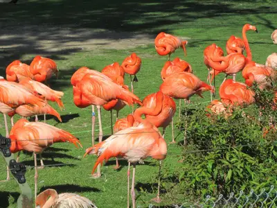 Foto 8 aus der Archivgalerie Die Klassen 2 besuchen den Kölner Zoo (2015)