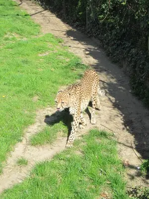 Foto 9 aus der Archivgalerie Die Klassen 2 besuchen den Kölner Zoo (2015)