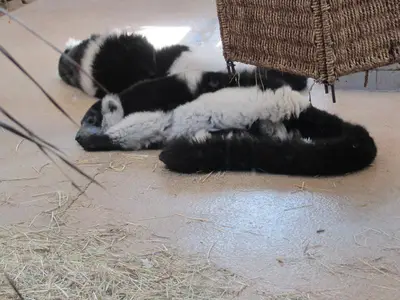 Foto 10 aus der Archivgalerie Die Klassen 2 besuchen den Kölner Zoo (2015)