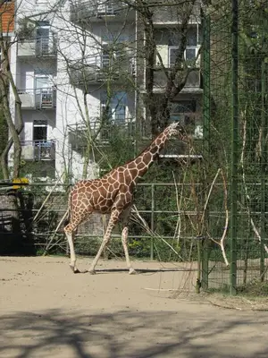 Foto 13 aus der Archivgalerie Die Klassen 2 besuchen den Kölner Zoo (2015)