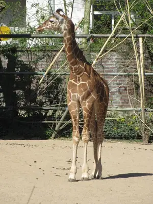 Foto 14 aus der Archivgalerie Die Klassen 2 besuchen den Kölner Zoo (2015)