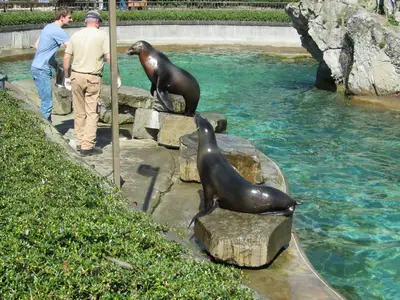 Foto 18 aus der Archivgalerie Die Klassen 2 besuchen den Kölner Zoo (2015)