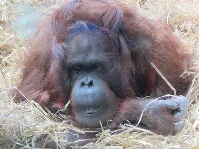 Foto 21 aus der Archivgalerie Die Klassen 2 besuchen den Kölner Zoo (2015)