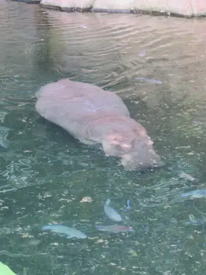 Foto 25 aus der Archivgalerie Die Klassen 2 besuchen den Kölner Zoo (2015)