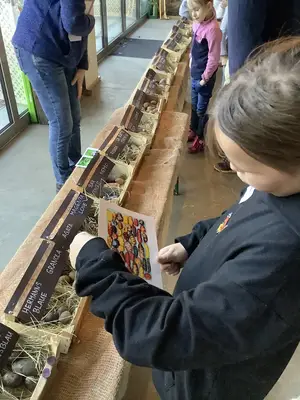 Foto 4 aus der Archivgalerie Tolle Knolle (2022)